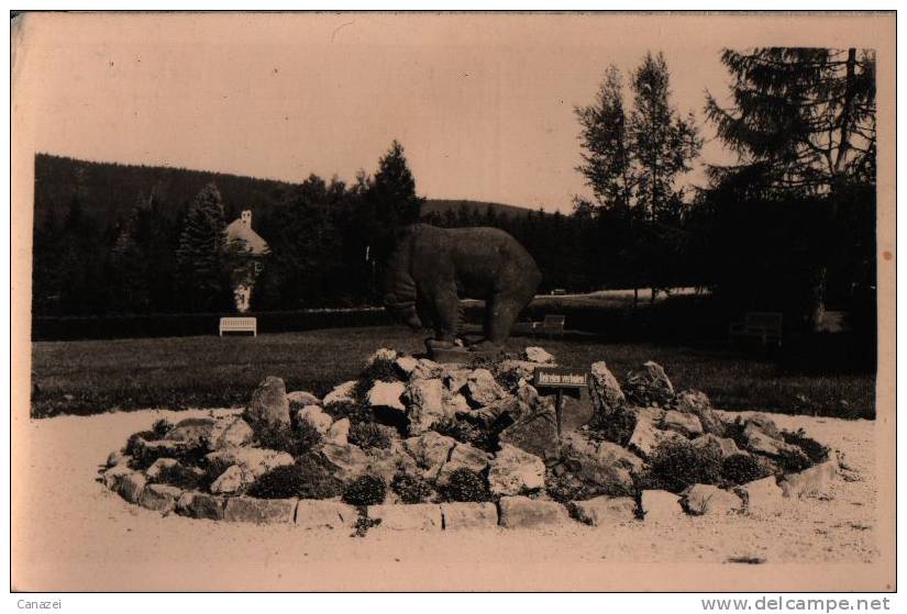 AK Kurort Bärenfels/Erzgebirge, Kurpark, 1959 - Kipsdorf