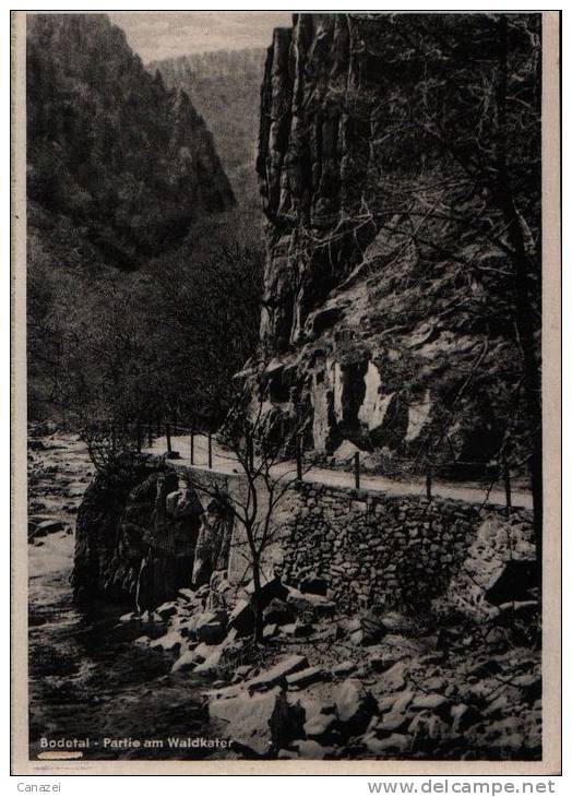 AK Bodetal/Harz, Partie Am Waldkater 1951 - Thale