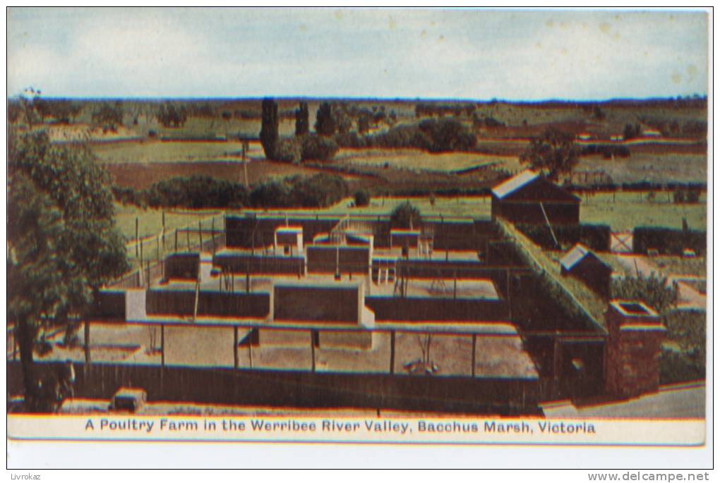 Australie, A Poultry Farm In The Werribee River Valley, Bacchus Marsch, Victoria, Elevage De Volaille - Altri & Non Classificati