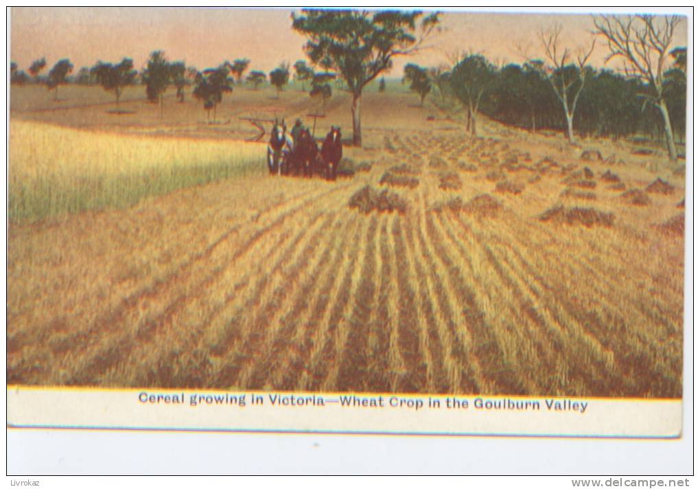 Australie, Cereal Growing In Victoria, A Wheat Crop In The Goulburn Valley. Moisson, Récolte Du Blé, Chevaux, Attelage - Altri & Non Classificati