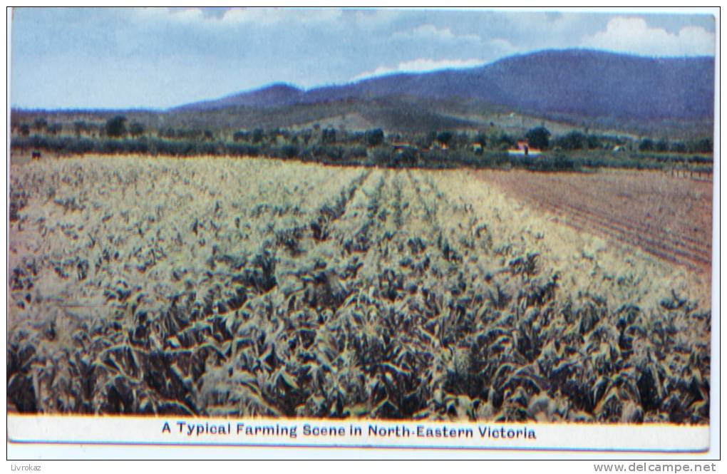 Australie, A Typical Farming Scene In North-eastern Victoria. Ferme, Agriculture - Autres & Non Classés