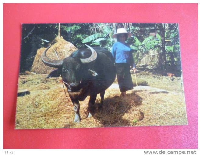 After Harvest Thai Farmer Uses Buffalo Rice To Thresh Boeuf Culture  Riz Buffle Asie Thailande  NON Circulee - Thaïlande