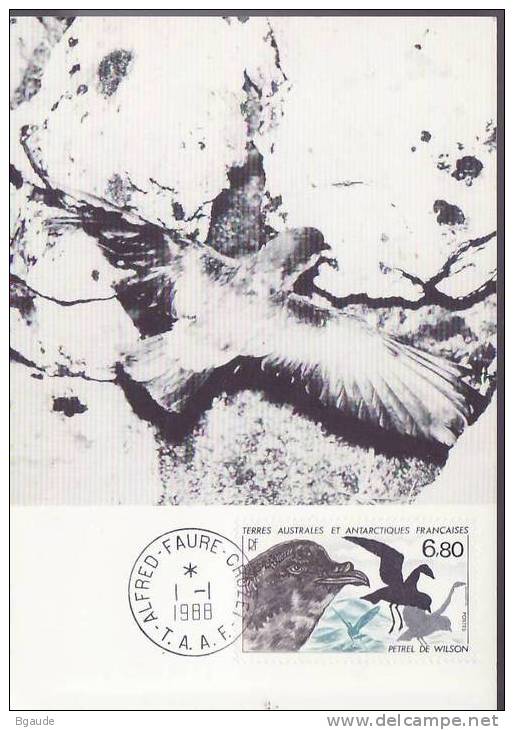 FRANCE   TAAF CARTE MAXIMUM NUM.YVERT  132 FAUNE OISEAU  PETREL DE WILSON - Storia Postale