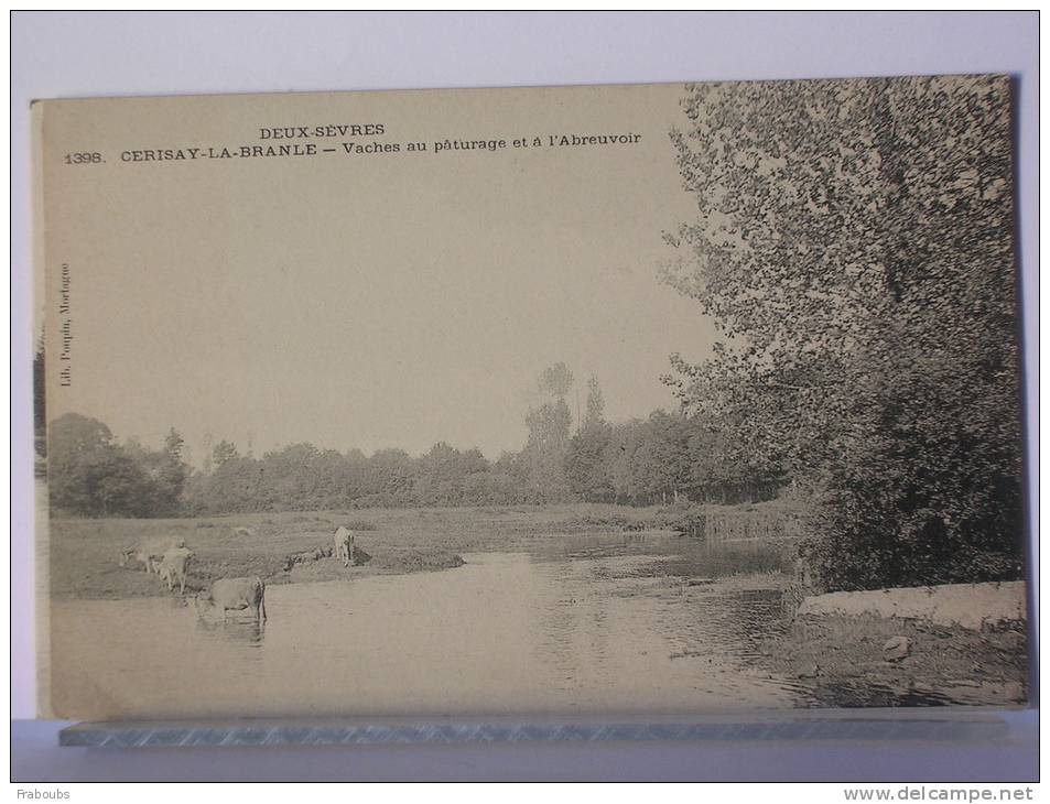 (79) - CERISAY LA BRANLE - VACHES AU PATURAGE ET A L' ABREUVOIR - TRES BEL ETAT - Cerizay