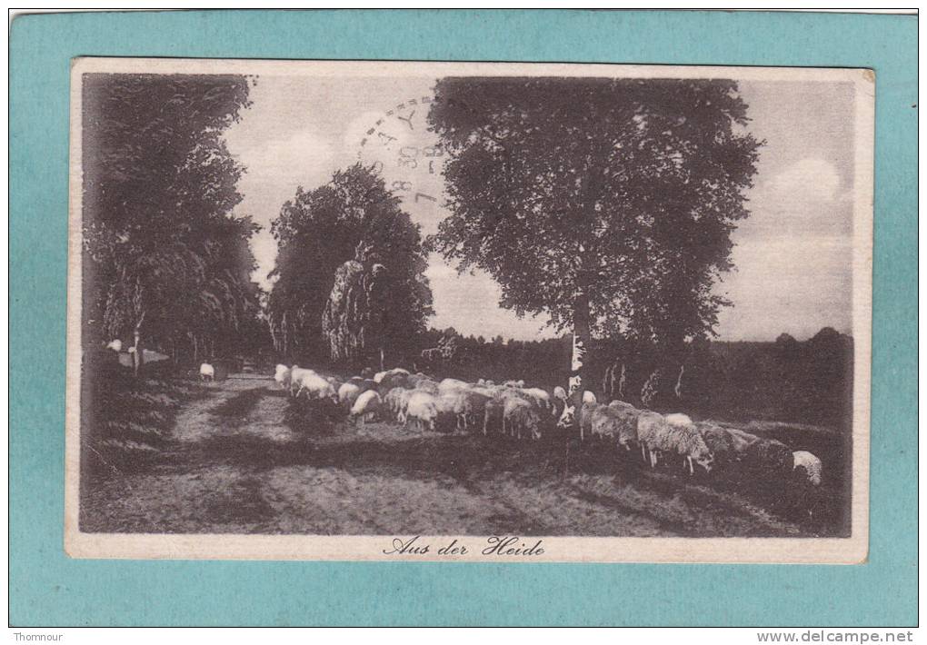 AUS DER HEIDE  - 1918 - Envoi Du Camps De SOLTAU - Troupeau De Moutons - BELLE CARTE - - Soltau