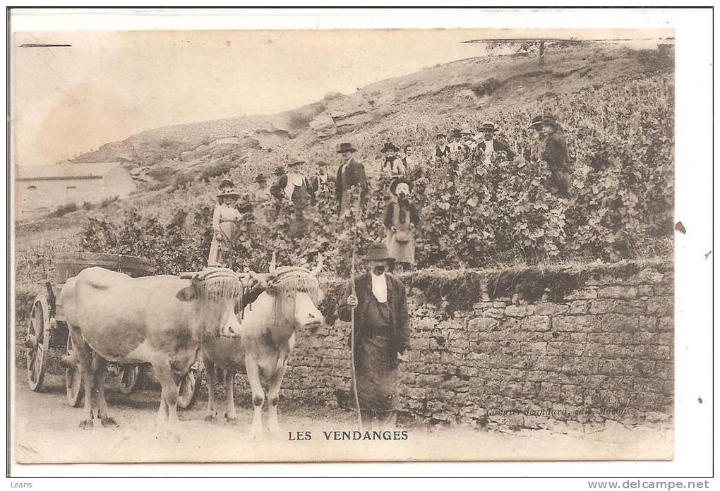 ATTELAGE DE BOEUF   LES VENDANGES  Bon Plan,partie De Saone Et Loire - Attelages