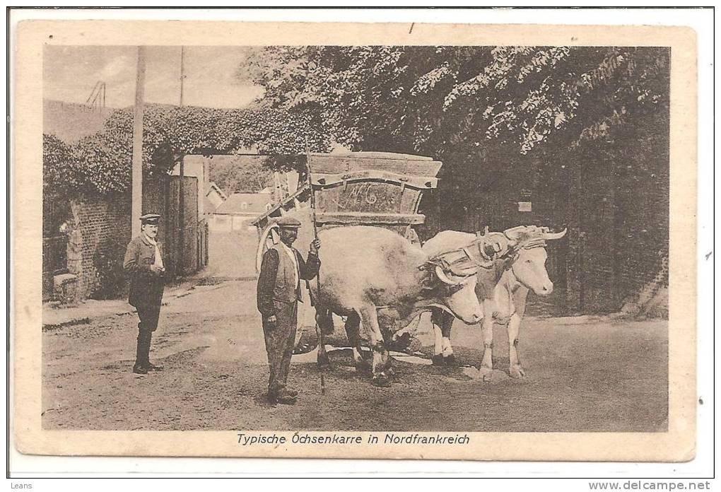 ATTELAGE DE BOEUFS DU NORD DE LA FRANCE Typische Ochenkarre Nordfrankreich - Spannen