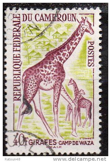 N°353 -Oblitéré   -Girafes-  Cameroun - Jirafas