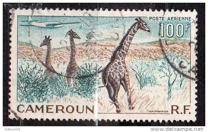 N°47     -Oblitéré   -Girafes- Cameroun - Giraffes