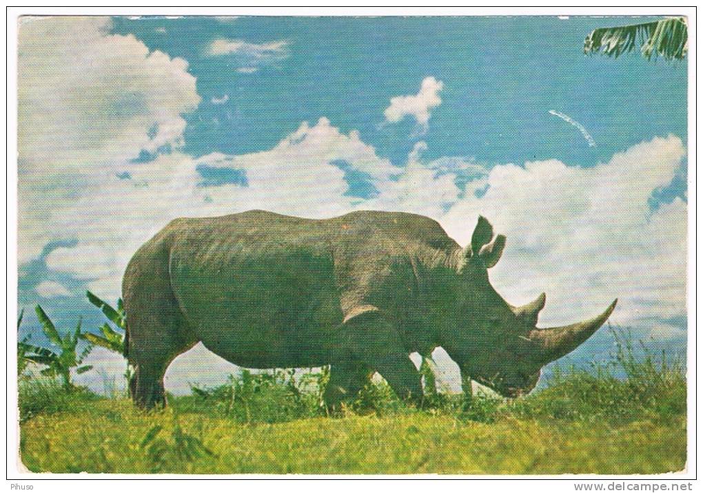 RHINOCEROS - CERATOTHERIUM - Rhinoceros