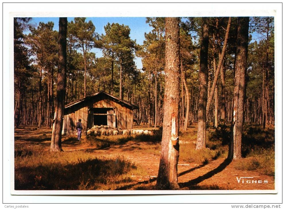 Paysage Des Landes Moutons Rentrant à La Bergerie - Autres & Non Classés