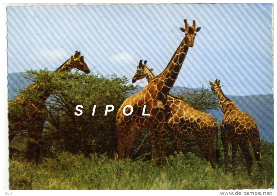 Girafes (  Kénya ) - Giraffes