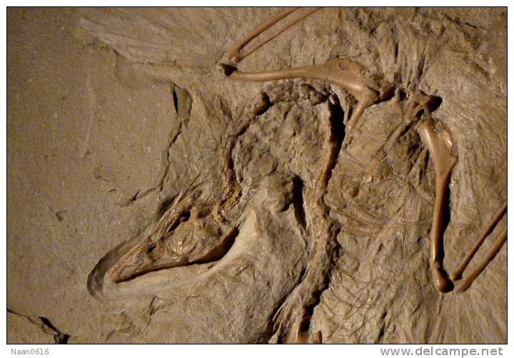 (NZ10-002 )   Archaeopteryx   Fossils  , Postal Stationery-Postsache F - Fossilien