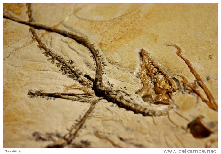 (NZ10-003 )   Archaeopteryx   Fossils  , Postal Stationery-Postsache F - Fossielen