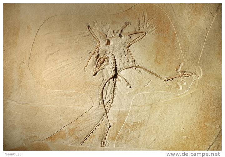 (NZ10-007 )   Archaeopteryx   Fossils  , Postal Stationery-Postsache F - Fossiles