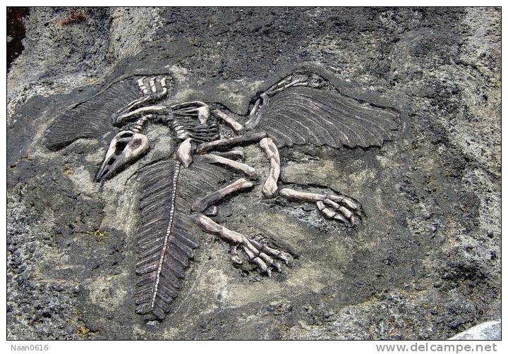 (NZ10-012 )   Archaeopteryx   Fossils  , Postal Stationery-Postsache F - Fossielen