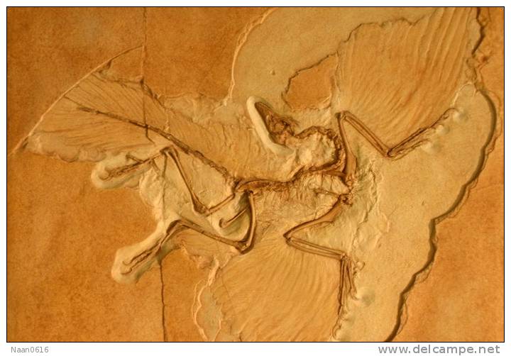 (NZ10-016 )   Archaeopteryx   Fossils  , Postal Stationery-Postsache F - Fossielen