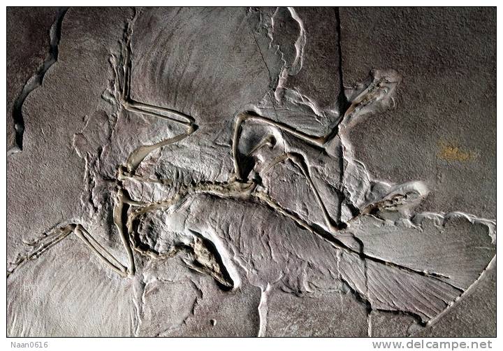 (NZ10-017 )   Archaeopteryx   Fossils  , Postal Stationery-Postsache F - Fossilien
