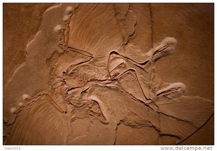 (NZ10-020 )   Archaeopteryx   Fossils  , Postal Stationery-Postsache F - Fossilien