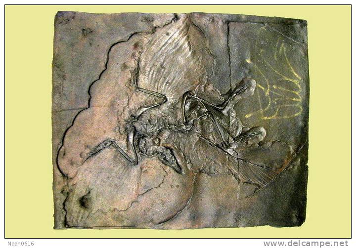 (NZ10-022 )   Archaeopteryx   Fossils  , Postal Stationery-Postsache F - Fossielen