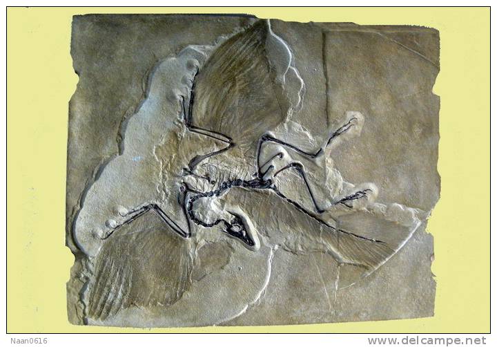 (NZ10-023 )   Archaeopteryx   Fossils  , Postal Stationery-Postsache F - Fossiles