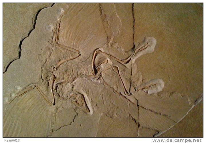 (NZ10-024 )   Archaeopteryx   Fossils  , Postal Stationery-Postsache F - Fossielen