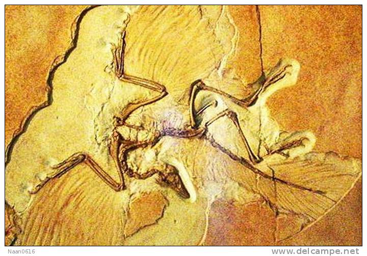 (NZ10-026  )   Archaeopteryx   Fossils  , Postal Stationery-Postsache F - Fossielen