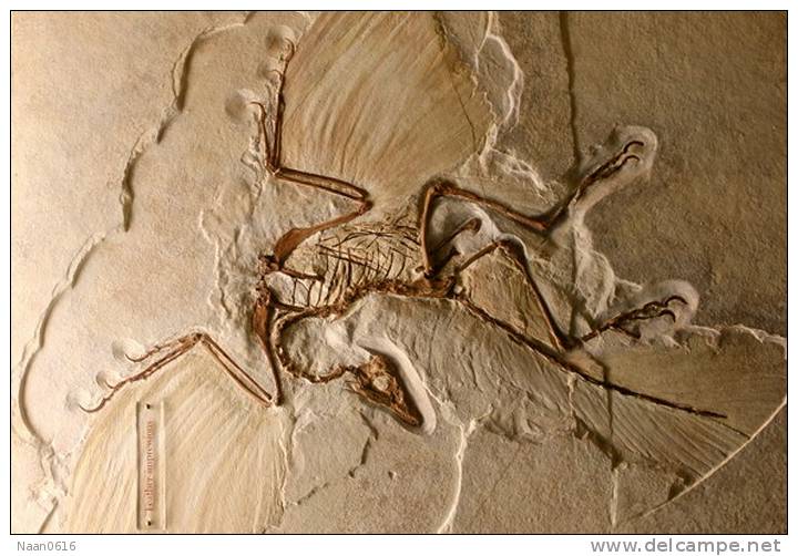 (NZ10-027  )   Archaeopteryx   Fossils  , Postal Stationery-Postsache F - Fossielen