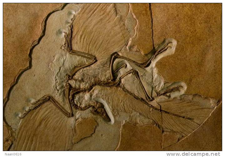 (NZ10-028  )   Archaeopteryx   Fossils  , Postal Stationery-Postsache F - Fossilien
