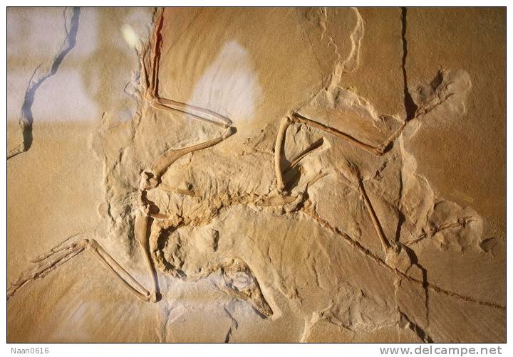 (NZ10-030  )   Archaeopteryx   Fossils  , Postal Stationery-Postsache F - Fossilien