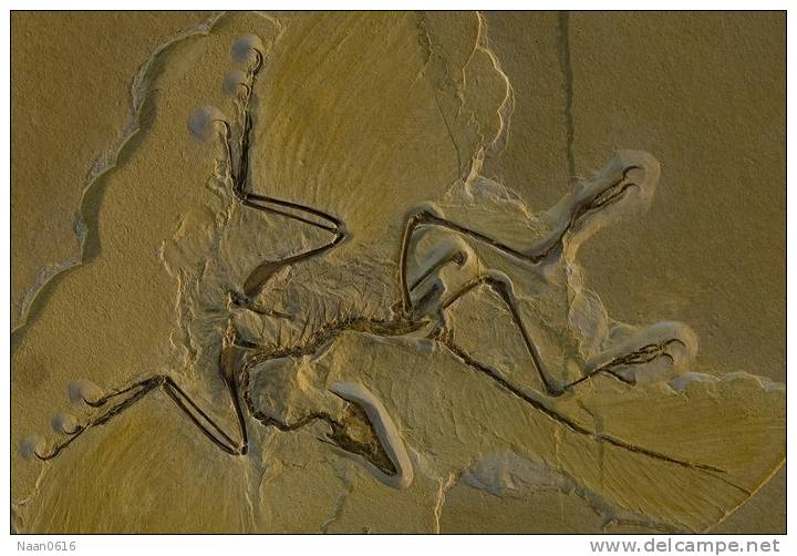 (NZ10-035  )   Archaeopteryx   Fossils  , Postal Stationery-Postsache F - Fossilien