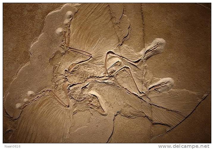 (NZ10-038  )   Archaeopteryx   Fossils  , Postal Stationery-Postsache F - Fossielen