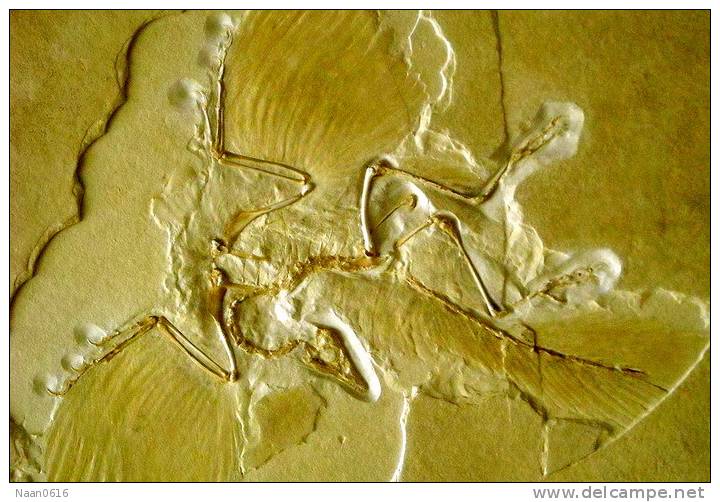 (NZ10-040  )   Archaeopteryx   Fossils  , Postal Stationery-Postsache F - Fossiles