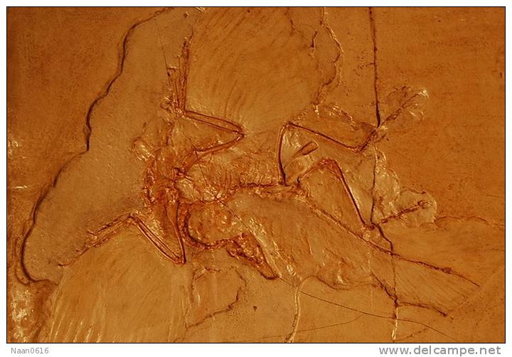 (NZ10-041  )   Archaeopteryx   Fossils  , Postal Stationery-Postsache F - Fossilien