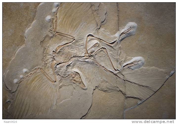 (NZ10-043  )   Archaeopteryx   Fossils  , Postal Stationery-Postsache F - Fossielen