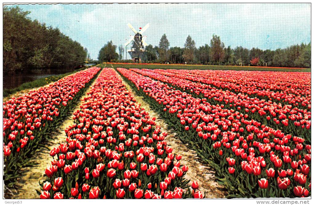 CPA  HOLLANDE -    DE BLOEMENVELDEN IN BLOET IT IS BULB-TIME               1960 - Genealogie