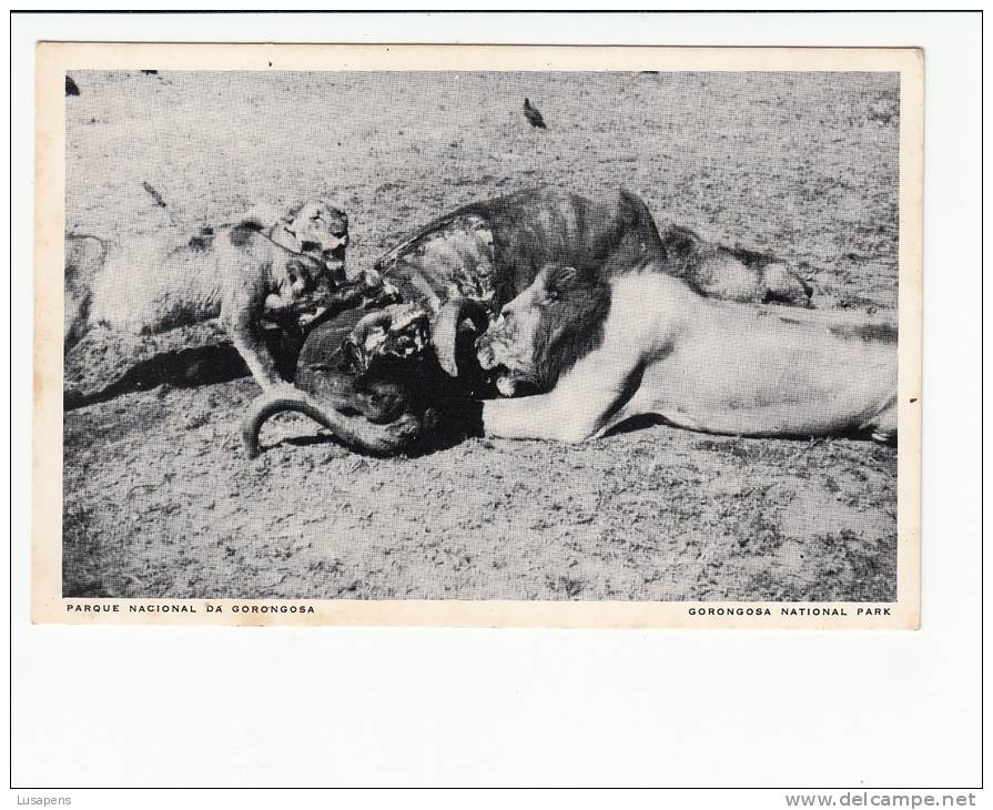 Portugal Cor 16881 - MOÇAMBIQUE MOZAMBIQUE - PARQUE NACIONAL DA GORONGOZA LEÕES COMENDO BUFALO LIONS LEON BUFFALO - Mozambique