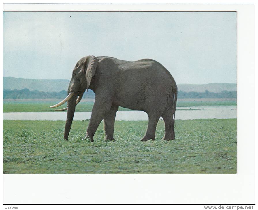 Portugal Cor 16897 - MOÇAMBIQUE MOZAMBIQUE - GORONGOZA - ELEFANTE ELEPHANT - Mozambique