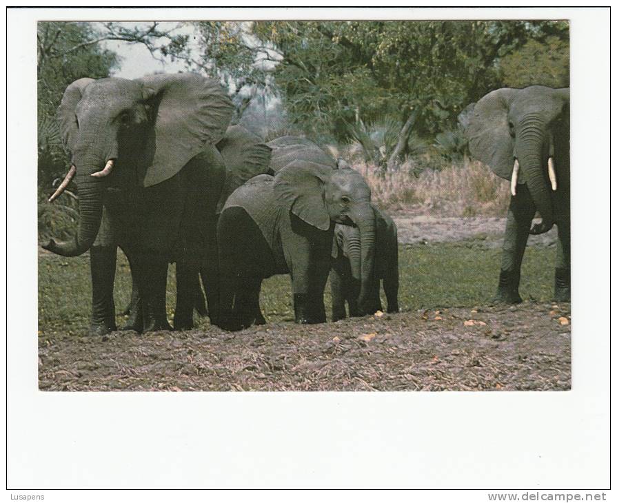 Portugal Cor 16911 - MOÇAMBIQUE MOZAMBIQUE - MANADA DE ELEFANTES - HERD OF ELEPHANTS - Mosambik