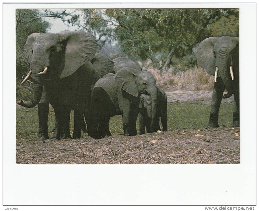Portugal Cor 16911 - MOÇAMBIQUE MOZAMBIQUE - MANADA DE ELEFANTES - HERD OF ELEPHANTS - Mozambique