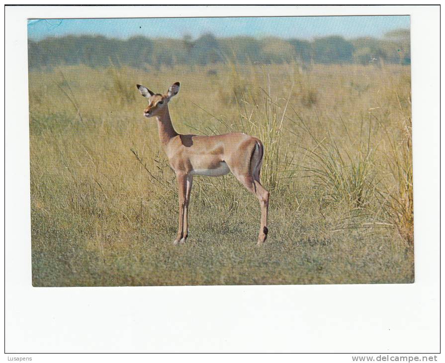 Portugal Cor 16912 - MOÇAMBIQUE MOZAMBIQUE - IMPALA - Mosambik