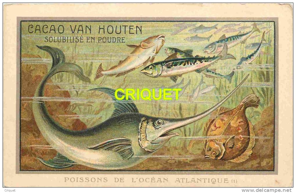 Grande Chromo Van Houten, Poissons De L'Océan Atlantique - Van Houten