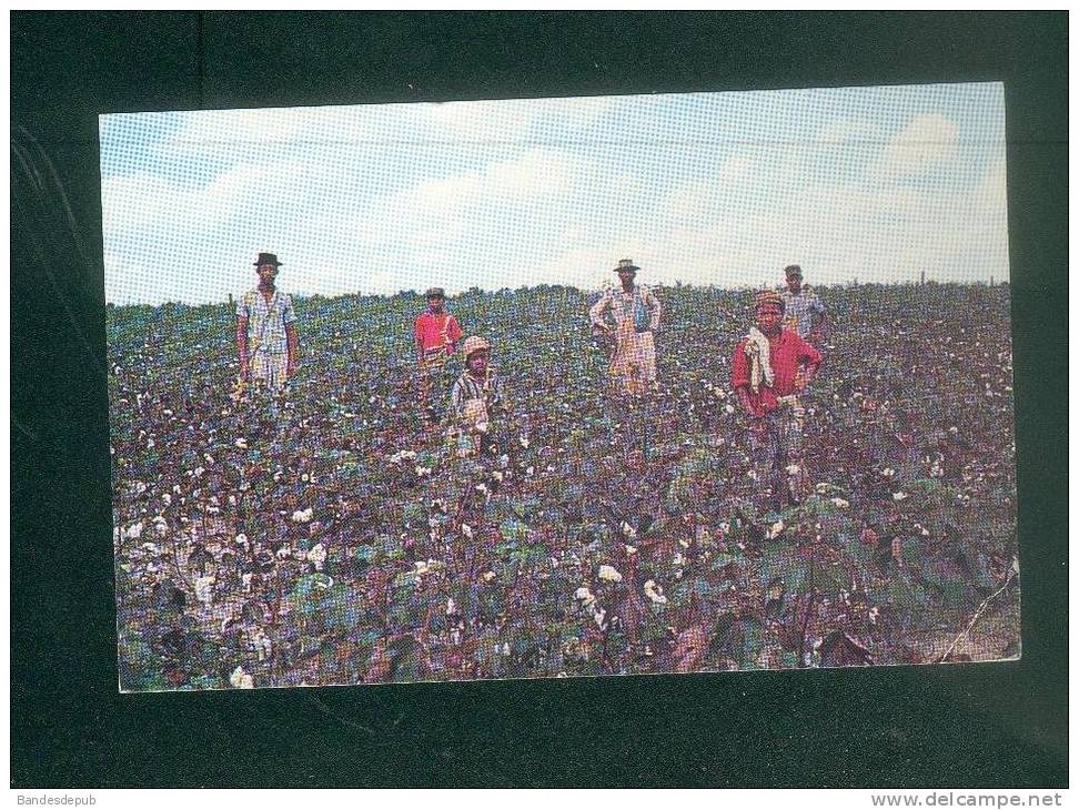 CPSM - USA - (cachet De COLOMBUS ) - Cotton Picking  Time In The Deep South (animée Récolte Coton ) - Autres & Non Classés