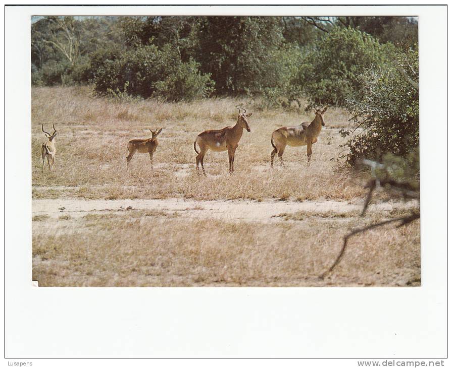 Portugal Cor 16916 - MOÇAMBIQUE MOZAMBIQUE - GORONGOSA - ANIMALS - GONDONGAS HARTEBEEST - Mosambik