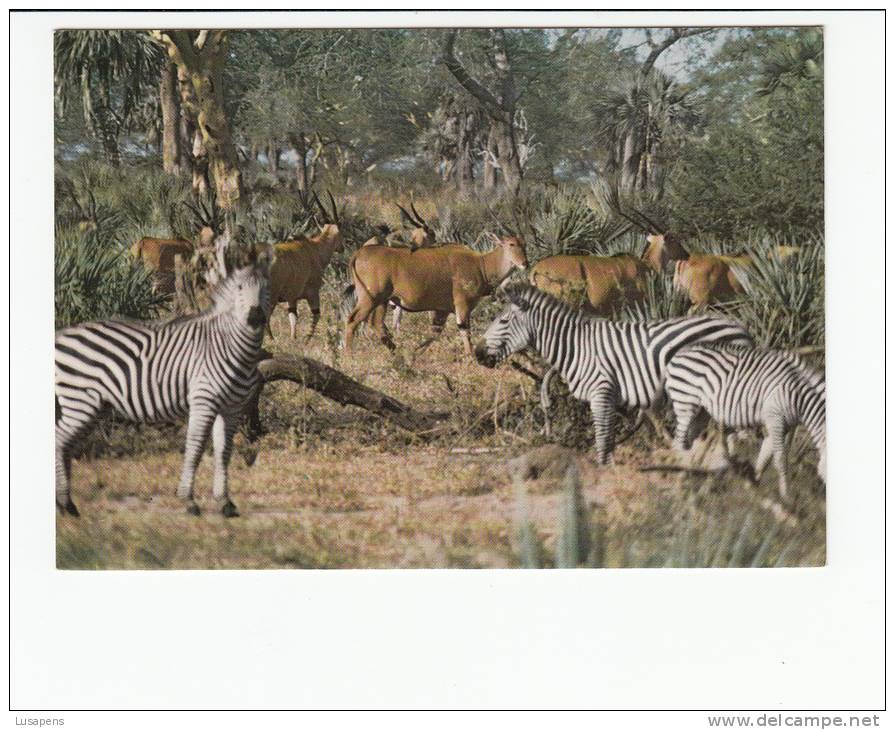 Portugal Cor 16917 - MOÇAMBIQUE MOZAMBIQUE - GORONGOSA - ANIMALS - ZEBRAS E ELANDES - Mosambik
