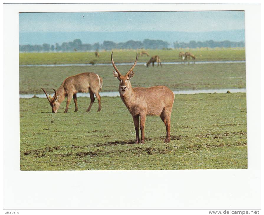 Portugal Cor 16918 - MOÇAMBIQUE MOZAMBIQUE - GORONGOSA - ANIMALS - ENHACOSOS WATER BUCKS - Mozambique