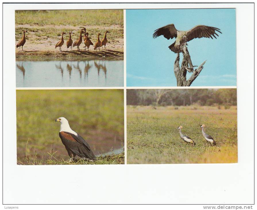 Portugal Cor 16919 - MOÇAMBIQUE MOZAMBIQUE - GORONGOSA - ANIMALS - AVES DE MOÇAMBIQUE AGUIA AIGLE - Mozambique