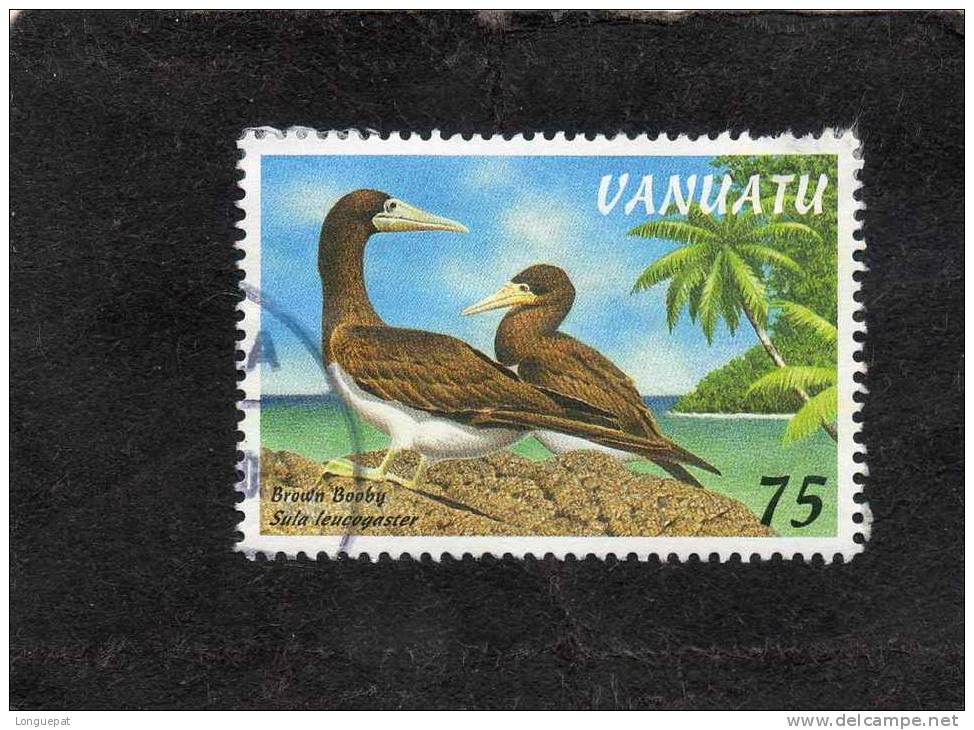 VANUATU : Oiseaux Aquatiques : Le Fou Brun (Sula Leucogaster) - Pélicaniformes - Pélicans
