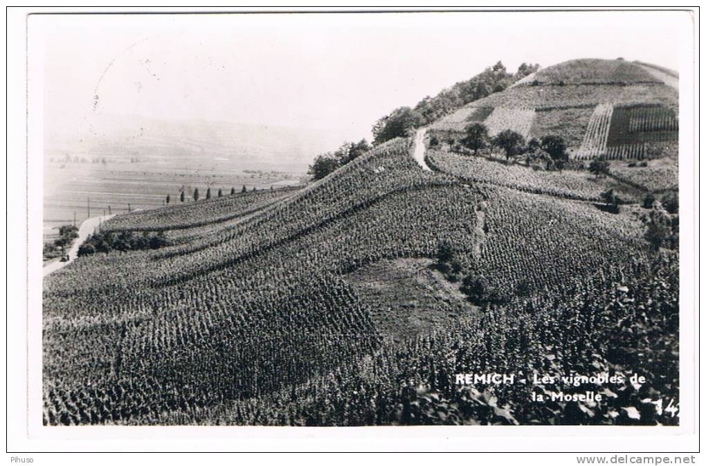 L983   REMICH : Les Vignobles De La Moselle - Remich