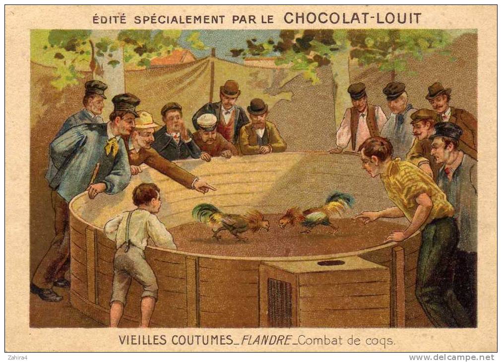 Vieilles Coutumes - Flandre  - Belgique -  Combat De Coqs  -  Jeux - Louit